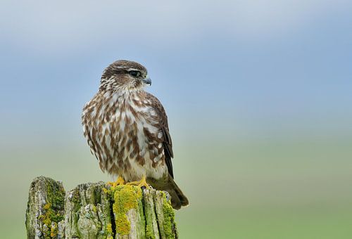 Smelleken von Ruud Scherpenisse
