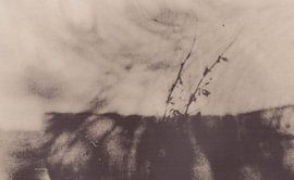 Meadow _ 06