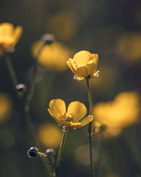 Boterbloemen in het avondlicht van Jan