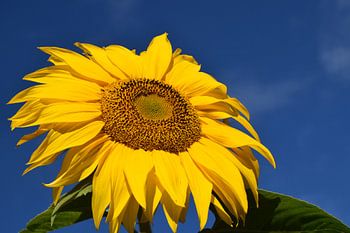 A sunflower in the garden