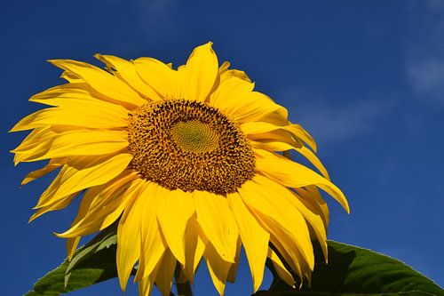 Een zonnebloembloem in de tuin