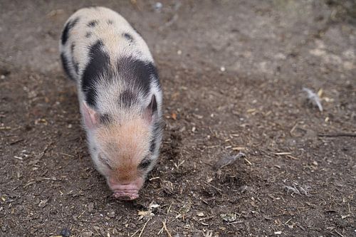 Mini biggetje bij zijn eerste uittocht op de boerderij.