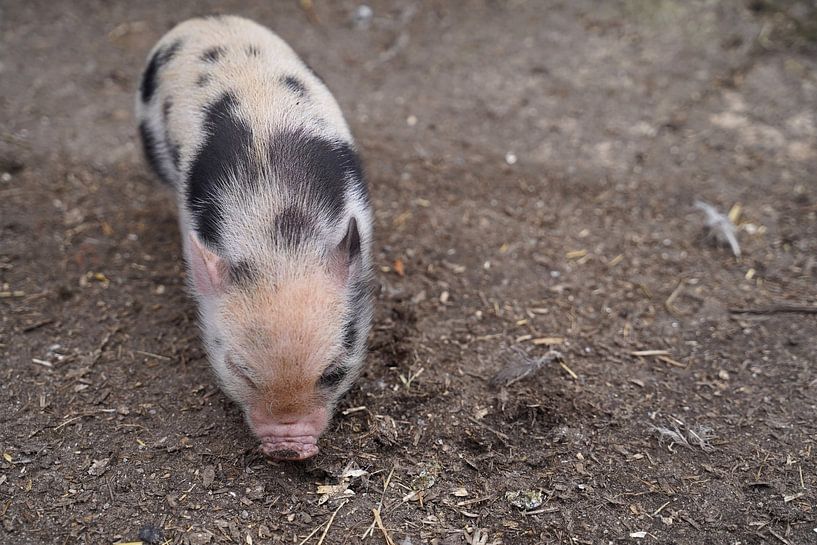 Mini-porc Ferkel lors de sa première sortie à la ferme. par Babetts Bildergalerie