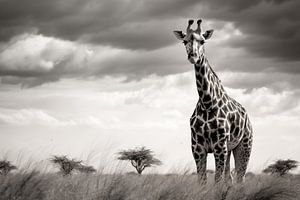 Girafe dans la faune de la savane, monochrome sur Animaflora PicsStock