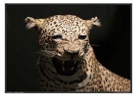 Leopard by Matthias Brix