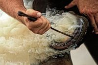 Farrier 11