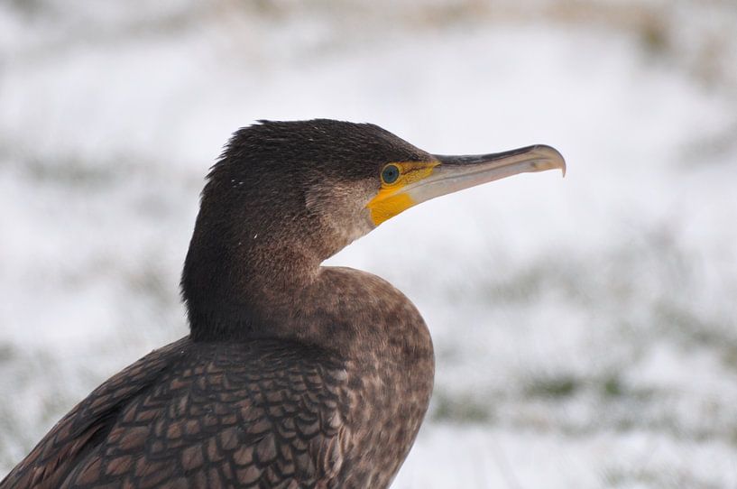 Aalscholver / Cormorant van Henk de Boer