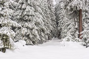 Paysage en hiver dans la forêt de Thuringe, près de Schmied sur Rico Ködder