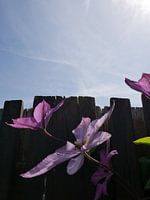 Bloemen tegen houten schutting en blauwe lucht