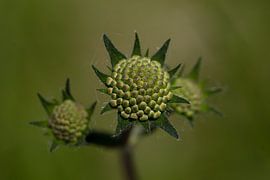 Fleur de la knautia des champs (Knautia arvensi)