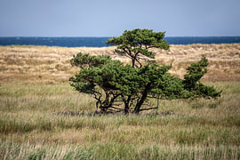Blick vom Rundwanderweg Darßer Ort von Thomas Bugdoll