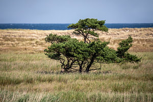 Blick vom Rundwanderweg Darßer Ort