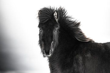Zwart ijslands paard.
