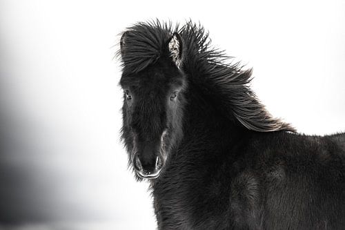 Zwart ijslands paard.