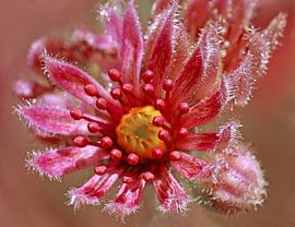 Sempervium (Knoblauchblüte) von Caroline Lichthart