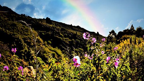wondermooie wildgroei opTenerife met regenboog in blauwe lucht