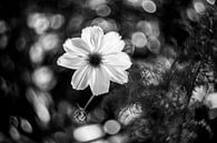 Blume von Udo Wanninger limitiete Auflage Miniaturansicht