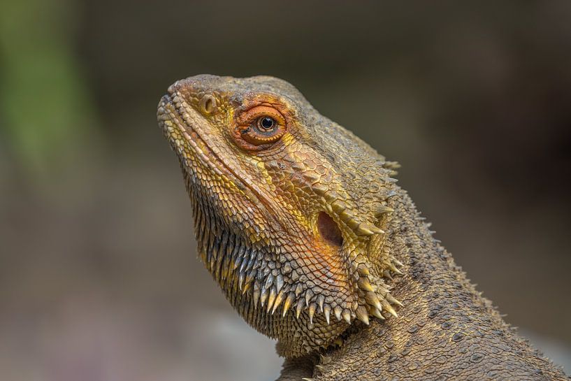Portret van een Baardagame van John van de Gazelle fotografie