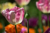 Kleurige Keukenhof