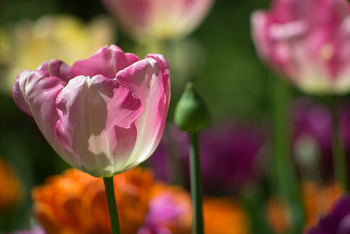Kleurige Keukenhof