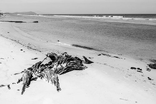 Bois flotté sur la plage