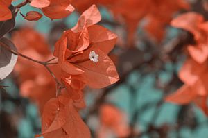Bougainvillea