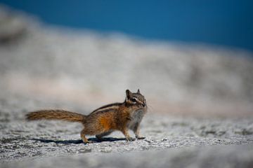 Chipmunk Canada van Robinotof