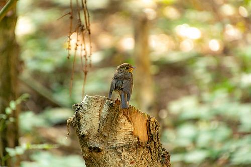 Rouge-gorge juvénile