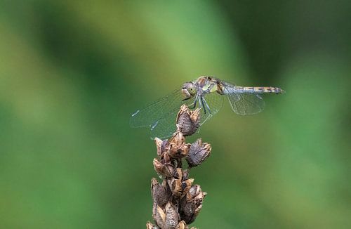 Heath dragonfly