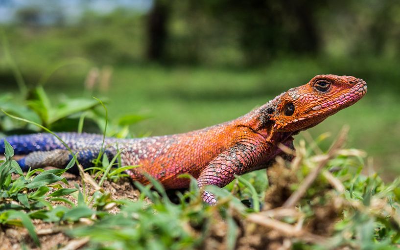 Agama mwanzae by Stijn Cleynhens