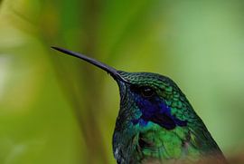 Hummingbird by Michael Rust