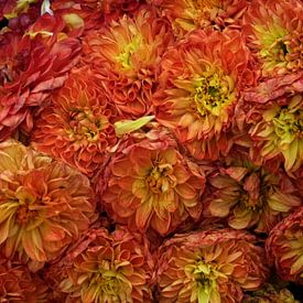 Chrysanthemum by Yvonne Blokland