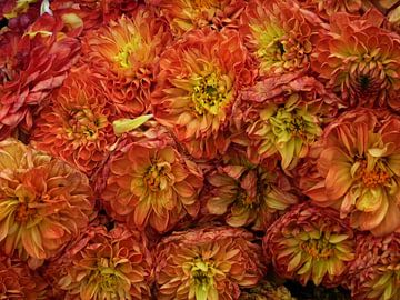 De Chrysant van Yvonne Blokland