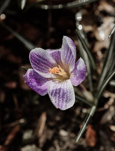 Krokus met regendruppels