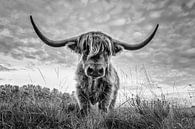 Schotse Hooglander op Jiltdijksheide te Opende van Martijn van Dellen thumbnail
