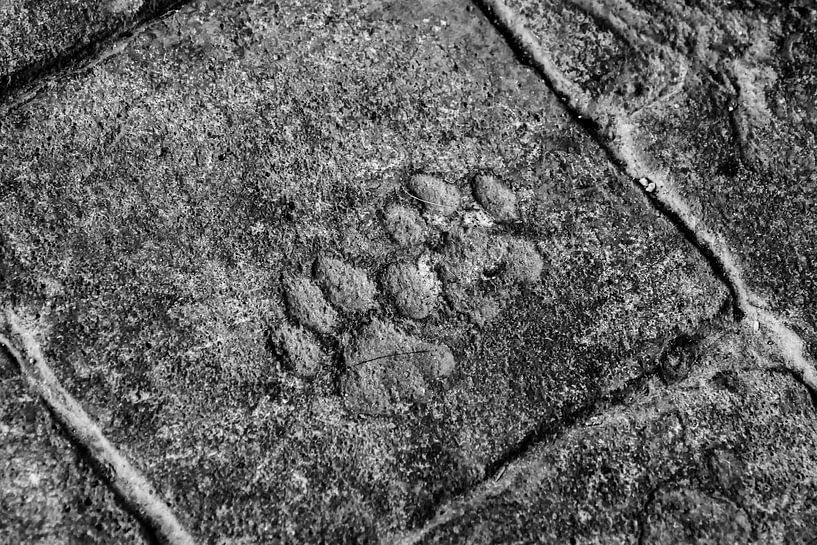 Footprints cat by Stijn Cleynhens