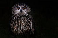Prince of the Night