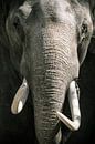 Aziatische olifant met grote slagtanden van Sjoerd van der Wal Fotografie thumbnail