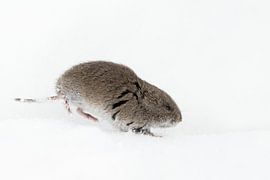 Montane Vole ( Microtus montanus ) in winter, Grand Teton National Park, USA