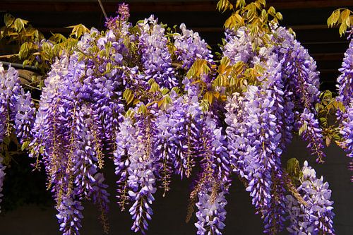 Plantes bleues en Provence
