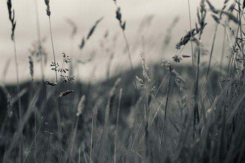 Flowering grass with hills in the background by Skyler Muller