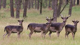 hertachtig by anja voorn