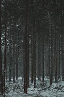 Sneeuw in het bos