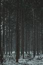 Sneeuw in het bos van BY MEAGAN thumbnail