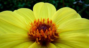 Prachtige gele Bloem - Nice yellow Flower