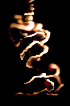 Trametes versicolor abstrait sur Jan van der Knaap