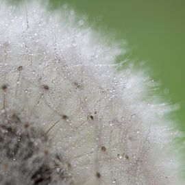 Wassertropfen auf einem Löwenzahn