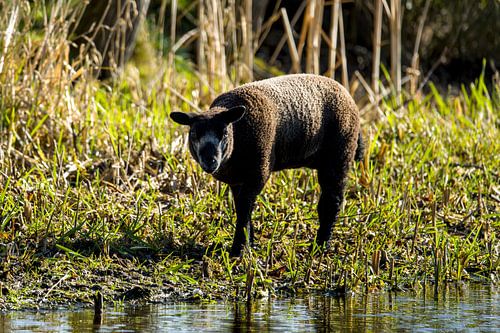 un agneau au bord du fossé
