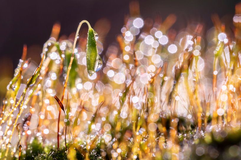 A nice bokeh and light through the dew drops in the moss. by Els Oomis