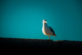 Gull wartet zum Angeln, Spanien